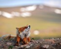 russian-miner-fox-photos-11