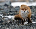 russian-miner-fox-photos-12