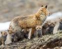 russian-miner-fox-photos-14