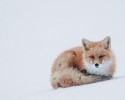 russian-miner-fox-photos-15