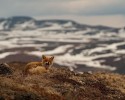 russian-miner-fox-photos-16