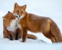 russian-miner-fox-photos-17