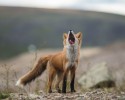 russian-miner-fox-photos-18