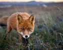 russian-miner-fox-photos-2