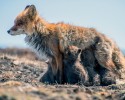 russian-miner-fox-photos-21