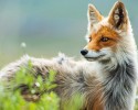 russian-miner-fox-photos-22