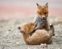 russian-miner-fox-photos-23
