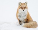 russian-miner-fox-photos-24