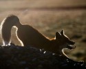 russian-miner-fox-photos-25