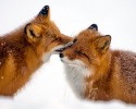 russian-miner-fox-photos-26