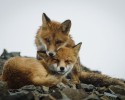 russian-miner-fox-photos-27