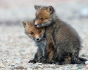 russian-miner-fox-photos-29