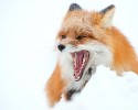 russian-miner-fox-photos-3