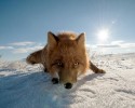russian-miner-fox-photos-4