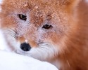 russian-miner-fox-photos-5