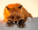 russian-miner-fox-photos-6
