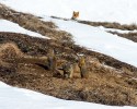 russian-miner-fox-photos-7