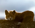 russian-miner-fox-photos-8