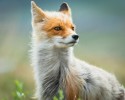russian-miner-fox-photos-9