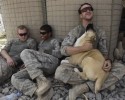 soldiers-and-animals-11-01-2014-13