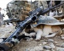 soldiers-and-animals-11-01-2014-14