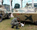 soldiers-and-animals-11-01-2014-16