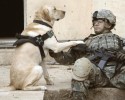soldiers-and-animals-11-01-2014-24