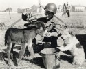 soldiers-and-animals-11-01-2014-6
