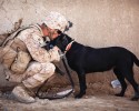 soldiers-and-animals-11-01-2014-7