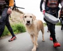stray-dog-joins-endurance-race-7