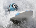 surfing-dogs-1