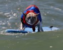 surfing-dogs-10