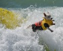 surfing-dogs-12