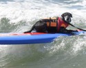 surfing-dogs-13