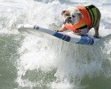 surfing-dogs-14