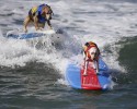 surfing-dogs-2