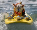 surfing-dogs-3