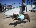 surfing-dogs-5