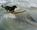 surfing-dogs-7