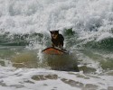 surfing-dogs-8