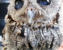 zeus-the-starry-eyes-owl-2