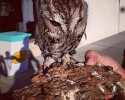 zeus-the-starry-eyes-owl-4