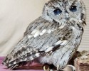zeus-the-starry-eyes-owl-5