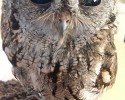 zeus-the-starry-eyes-owl-6