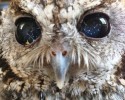 zeus-the-starry-eyes-owl-7