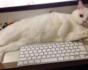 cat-makes-most-funny-when-sleeping-1