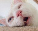 cat-makes-most-funny-when-sleeping-10