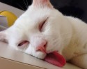 cat-makes-most-funny-when-sleeping-2