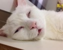 cat-makes-most-funny-when-sleeping-4