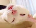 cat-makes-most-funny-when-sleeping-5